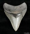 Very Sharp Inch Megalodon Tooth #3072-1